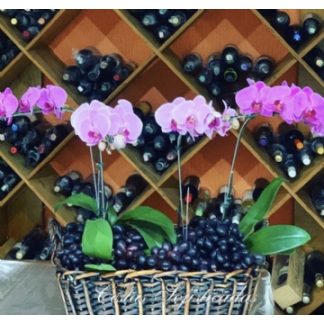 Orquideas Alto Luxo