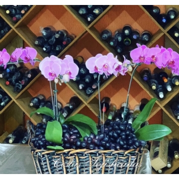 Orquideas Alto Luxo
