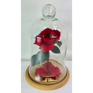 Rosa Encantada Vermelha