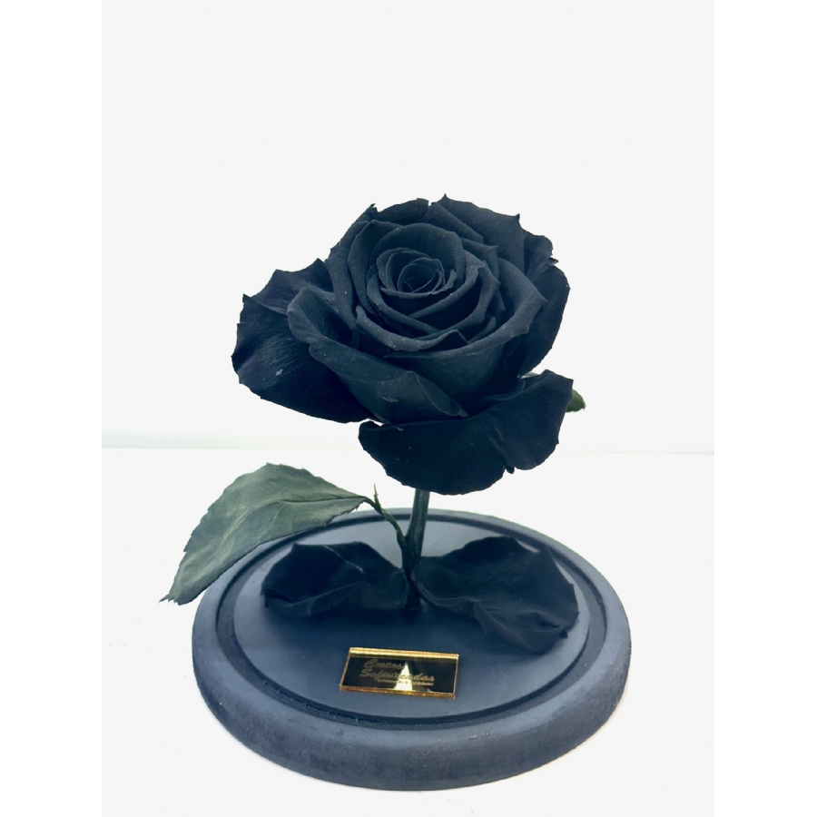 Rosa Natural Encantada Preta - Negra