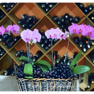 Orquideas Alto Luxo