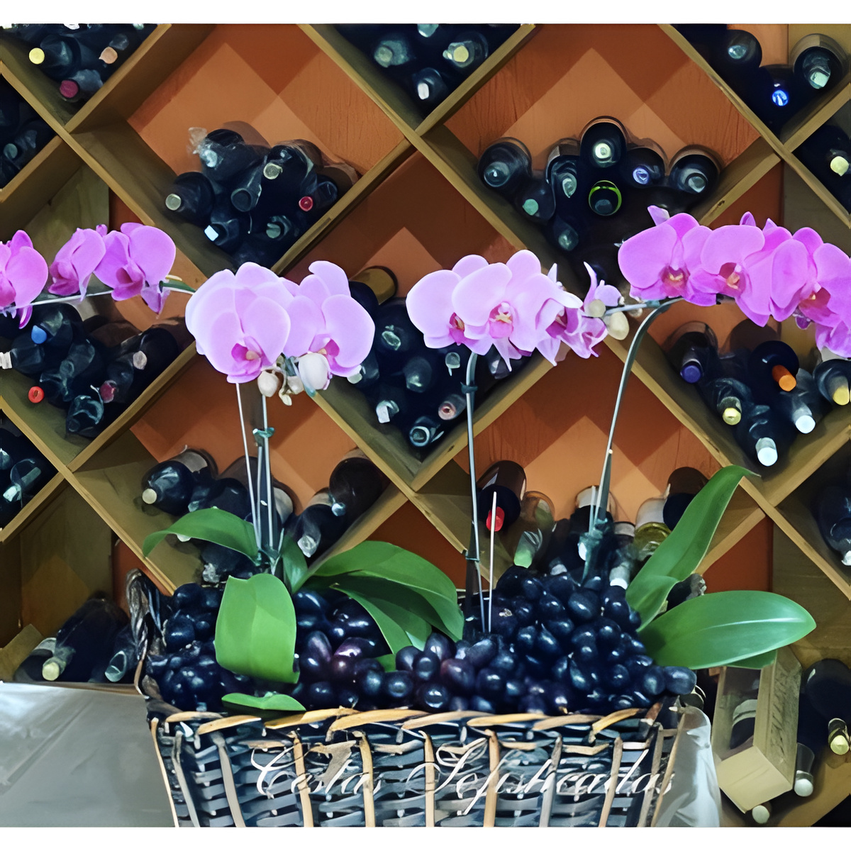 Orquideas Alto Luxo